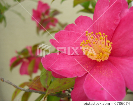 Camellia 6786674