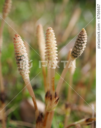 馬尾 馬尾 6786687