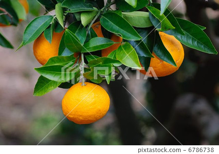 Sweet summer 6786738