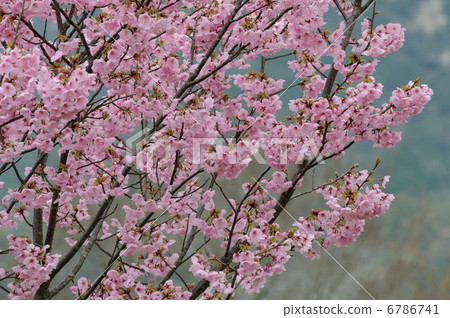 櫻桃樹 6786741
