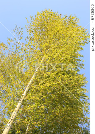 Spring breeze bamboo grove 6786866