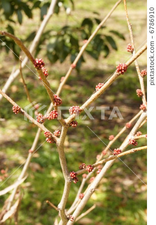 Hanazu Ow Hanazu Ow 6786910