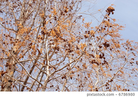 Metasequier in early spring 6786980