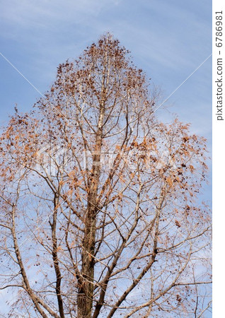 Metasequier in early spring Metasequier in early spring 6786981