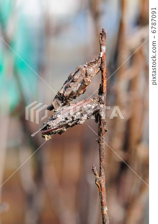 photo : bagworm, larva, moth