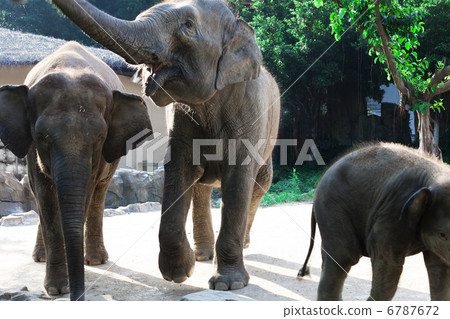 Three elephants Three elephants 6787672