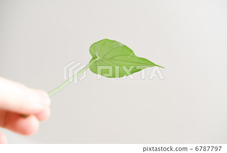 A man with leaves A man with leaves 6787797