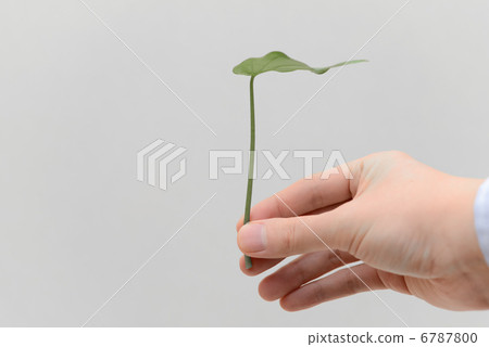 Hands with leaves Hands with leaves 6787800