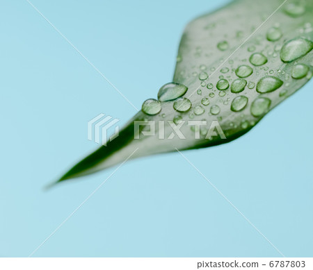 Water droplets on leaves 6787803