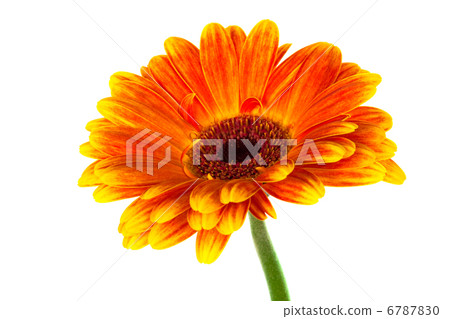 Bright gerbera Bright gerbera 6787830