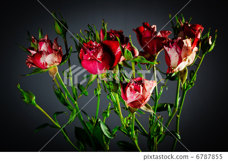 roses close up roses close up 6787855