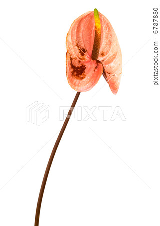 pink anthurium pink anthurium 6787880