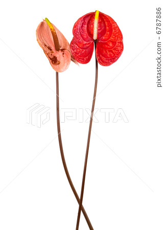 anthurium anthurium 6787886