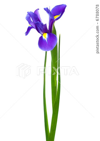 freshness iris freshness iris 6788078