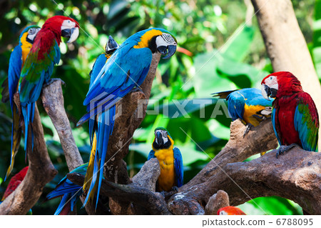 group parrots group parrots 6788095