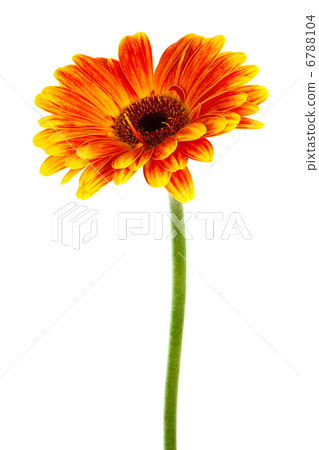beautiful bright gerbera beautiful bright gerbera 6788104