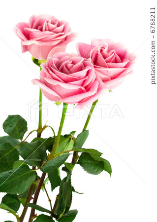 three roses three roses 6788211