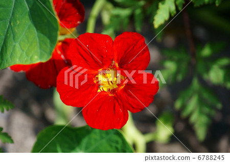 My name is Kanon Rena. My name is Kanon Rena. 6788245