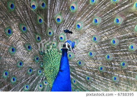 Male peacock to court 6788395