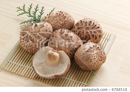 Shiitake 6788518
