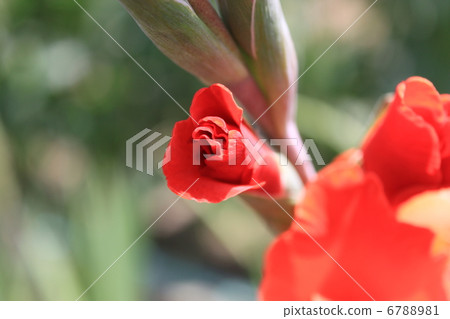 Canna flower 6788981