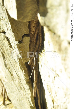 Rock and roots, Tokushima Yamanaka 6789162