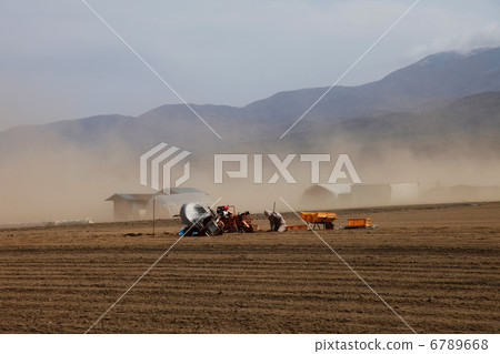 Harvesting of dust (wind dust) and yam at the field rolled up with strong wind Harvesting of dust (wind dust) and yam at the field rolled up with strong wind 6789668