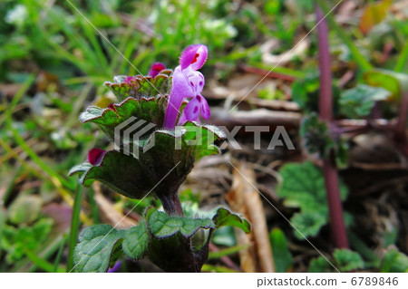 春山野草 春山野草 6789846