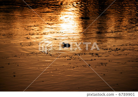 金黃岩塔池塘鴨子 金黃岩塔池塘鴨子 6789901