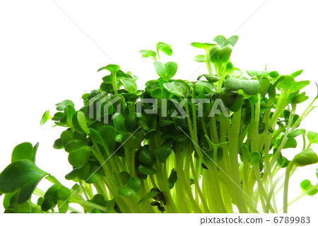Sprout food ingredients Sprout food ingredients 6789983