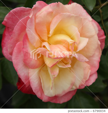 法國香水 6790034