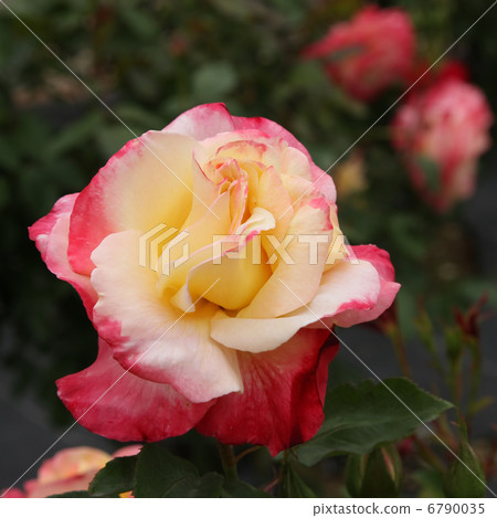 法國香水 6790035