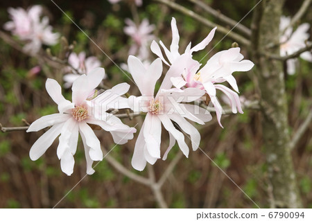 星花木蘭 6790094