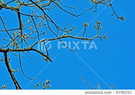 Tree tree / beech tree family Tree tree / beech tree family 6790201