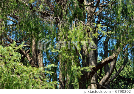 Tree · Himalayan cedar pine tree family Tree · Himalayan cedar pine tree family 6790202