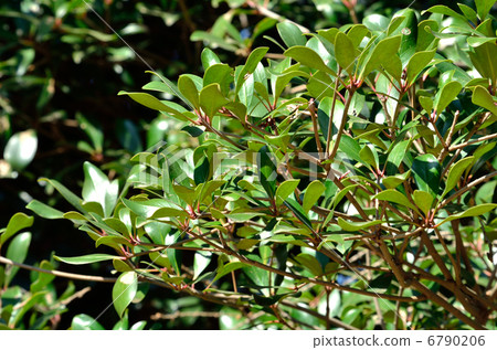 Tree · Mokkoku Tsubaki family 6790206