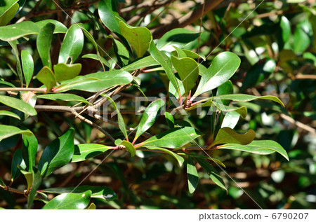 Tree · Mokkoku Tsubaki family 6790207