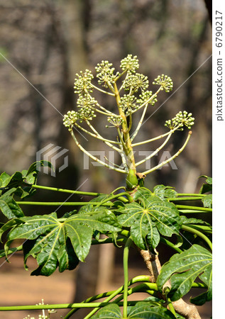 樹·法官Ukogyidae 6790217