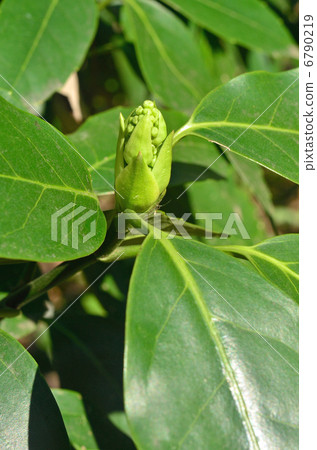 樹·青木家 6790219