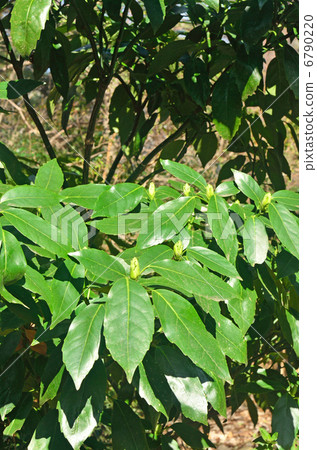 樹·青木家 樹·青木家 6790220