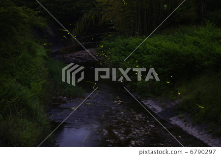 螢火蟲和自然環境 螢火蟲和自然環境 6790297