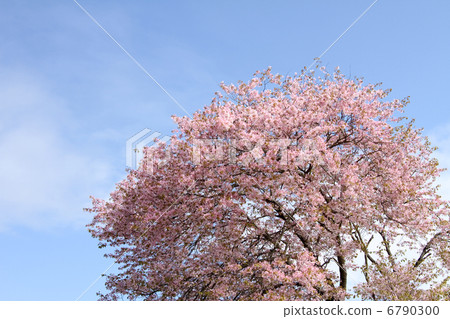 Sakura Sakura 6790300