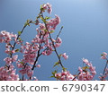 河津櫻花 6790347