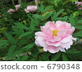 牡丹 6790348