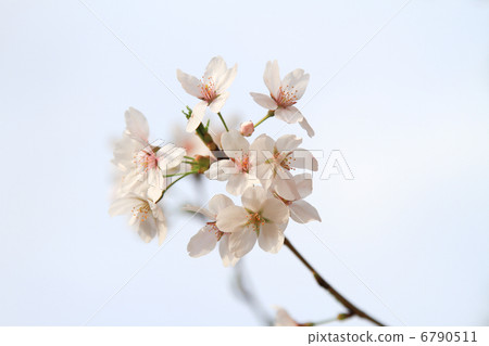 櫻花在中間 櫻花在中間 6790511