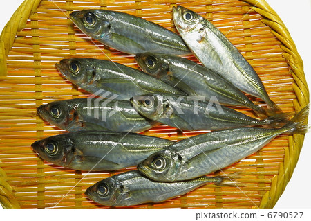 竹莢魚 6790527