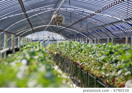 House cultivation 6790530