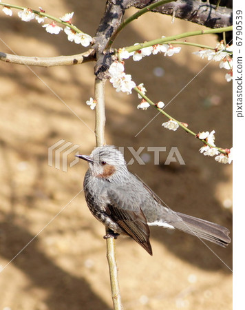 Brown-eared bulbulary stopping at branches of white plum Brown-eared bulbulary stopping at branches of white plum 6790539