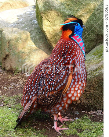 紅腹角雉 6790565