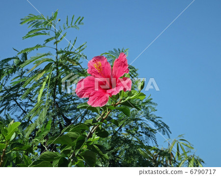 Hibiscus blooming toward the sky 6790717